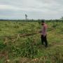 Ratusan Pohon Jeruk Milik Petani Jember Dibabat Orang Tak Dikenal
