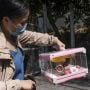 Hong Kong Akan Musnahkan Ribuan Hamster Karena Covid-19