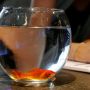 Bagi Para Pecinta Ikan Hias, Hindari Akuarium Mangkuk Sebab Bikin Ikan Gila dan Cepat Mati