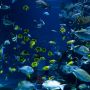 Inilah 4 Peran Penting Keberadaan Ekosistem Laut di Muka Bumi