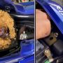 Niat Bongkar Filter Udara pada Motor, Pria Ini Malah Temukan Hewan Tak Terduga