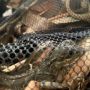 Karantina Pertanian Makassar Serahkan Puluhan Reptil Endemik Sulawesi Kepada BKSDA Sulawesi Selatan