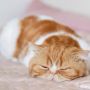 Kenali 7 Posisi Tidur Kucing saat Sakit yang Masih Sering Tak Disadari Pemilik Anabul