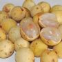 Tak Cuma Bantu Turunkan Berat Badan, Ini Manfaat Menyehatkan Lainnya dari Buah Duku
