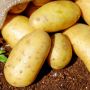 Cara Menanam Kentang, Yuk Berkebun di Rumah