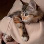 Viral, Kucing Disiram Air Panas Diduga Dilakukan Oknum Guru Agama, Alasannya Ingin Menghilangkan Najis