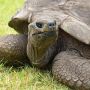 Berusia 190 Tahun, Jonathan Jadi Kura-kura Tertua yang Pernah Ada