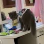 Bukan Gondol Ikan, Kucing Ini Malah Colong Duit Sampai 'Babu' Emosi: Pantesan Ilang Mulu!