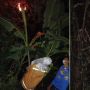 Untung Tak Beruntung, Enak-enak Jalan Diserbu Tawon Vespa Sampai Dilarikan ke RS Lamongan