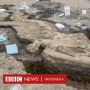Naga Laut: Tulang-tulangnya Rapuh, Bagaimana Fosil Ichthyosaurus Diangkat?