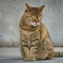 Tanda Kucing Depresi, Kenali Penyebab dan Cara Mengatasinya dengan Tepat