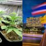 Thailand Putar Balik, Ganja Dilarang Lagi untuk Rekreasi 2025 Nanti