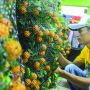 Jelang Imlek, Penjual Jeruk Chusa Mulai Ramai di Pasar Rawa Belong