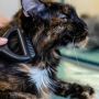 7 Manfaat Grooming Bagi Kucing, Bisa Tingkatkan Kenyamanan dan Kesehatan Anabul Kesayangan