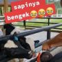 Viral Baby Sitter vs Sapi Duel Rebutan Dot Susu, Warganet: Mau Ketawa Tapi Kasihan