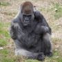 Ozzie, Gorila Jantan Tertua di Dunia Mati pada Usia 61 Tahun
