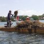 Tak Hanya Industri Tambang, Jokowi Juga Minta Hilirisasi Rumput Laut