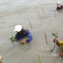 Dukung Pemulihan Ekonomi Nasional, 10.000 Bibit Mangrove Ditanam di Tirtayasa Serang