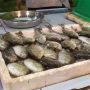 Imlek 2022, Tangkapan Ikan Dingkis 'si Pembawa Hoki' Berkurang di Batam