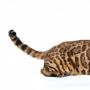 8 Arti Gerakan Ekor Kucing yang Masih Jarang Diketahui, Perhatikan Tanda Ini Ketika Anabul Stres