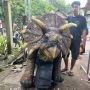 Cerita Pembuat Replika Dinosaurus yang Viral Dipajang di Bandara YIA: Bermula dari Tak Sengaja Kini Jadi Sumber Cuan