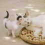Tips Merawat Anak Kucing dan Induk Pasca Melahirkan, Berikan Mereka Kehangatan dan Kenyamanan