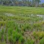 Petani di Pohuwatu Terancam Gagal Panen Gegara Limbah Tambang Emas: Kami Takut Lahan Tidak Bisa Ditanami Lagi