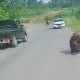 Viral! Orang Utan Turun ke Jalan Cari Makanan, Warganet Singgung Pemindahan Ibu Kota Negara