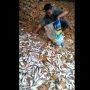 Fenomena Kekeringan Diduga Terjadi di Kubar, Jutaan Ikan Menggelepar, Warganet Sebut Karena Galian Lubang Tambang TCM