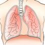 Fungsi Bronkus, Bagian dari Organ Pernapasan Manusia Tempat Udara Masuk ke Paru-paru