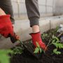 Tips Membuat Kebun Sayur di Rumah, Ini Berbagai Hal Penting yang Perlu Diperhatikan