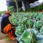 Kolong Tol Becakayu Disulap Jadi Kebun Sayur