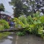 3 Pohon Tumbang Gegara Hujan dan Angin Kencang di Padang