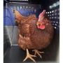 Seekor Ayam Ditangkap Pentagon Gara-Gara Berhasil Terobos Markas Departemen Pertahanan AS