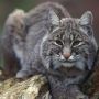 3 Fakta Bobcat, Kucing Hutan Liar yang Sering Dipelihara di Luar Negeri