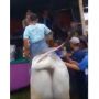 Pria Tunggangi Sapi Sawer Penyanyi, Endingnya Bikin Kaget: The Real Cowboy