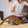 6 Fakta Tentang Ekor Kucing yang Jarang Diketahui, Salah Satunya Jadi Cara Berkomunikasi