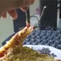 Viral Cowok Eksperimen Masak, Cabai Merah Sampai Bawang Digoreng Tepung Bikin Publik Meringis