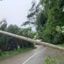 Duh! Diterjang Angin Ribut, Pohon di Banjarnegara Bertumbangan, Akses Jalan ke Dieng Tertutup
