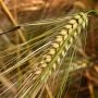 4 Manfaat Barley bagi Kesehatan Tubuh yang Jarang Disadari, Pernah Coba?