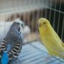 Stop Pusing Pilih Burung! 8 Pilihan Burung Peliharaan Low-Maintenance Terbaik untuk Pemula Sibuk