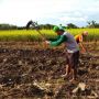 Biaya Bertani di Indonesia Jauh Lebih Mahal Dibanding Negara Lain, Peran Pemerintah Dipertanyakan