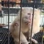 Monyet Putih Terluka di Pura Selonding Pecatu Viral, Kini Lukanya Sudah Diobati