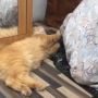 Viral Aksi Kucing Oren Bikin Majikan Susah Bangkit Dari Sujud Salat, Warganet: Barbar!