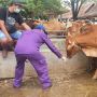 Antisipasi Penyebaran Antraks, Sampel Swab dan Tanah Pasar Hewan Ambarketawang Dikirim ke BBVet