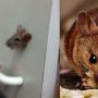 Viral! Tikus Kejepit di Lemari, Ekspresinya Sukses Bikin Warganet Ngakak
