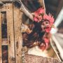Harga Ayam Turun, Menteri Perdagangan Kasihan pada Peternak