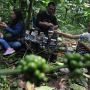 Nikmatnya Wisata Kopi di Kaki Gunung Merbabu