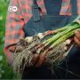 Teknik Pertanian Permakultur, Cara Produksi Makanan Tanpa Merusak Bumi