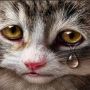 Viral Kasus Pemuda Tulungagung Aniaya Kucing, Pengadilan Hukum AZI Kurungan Penjara 3 Bulan